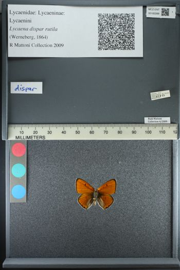 Media type: image;   Entomology 183399